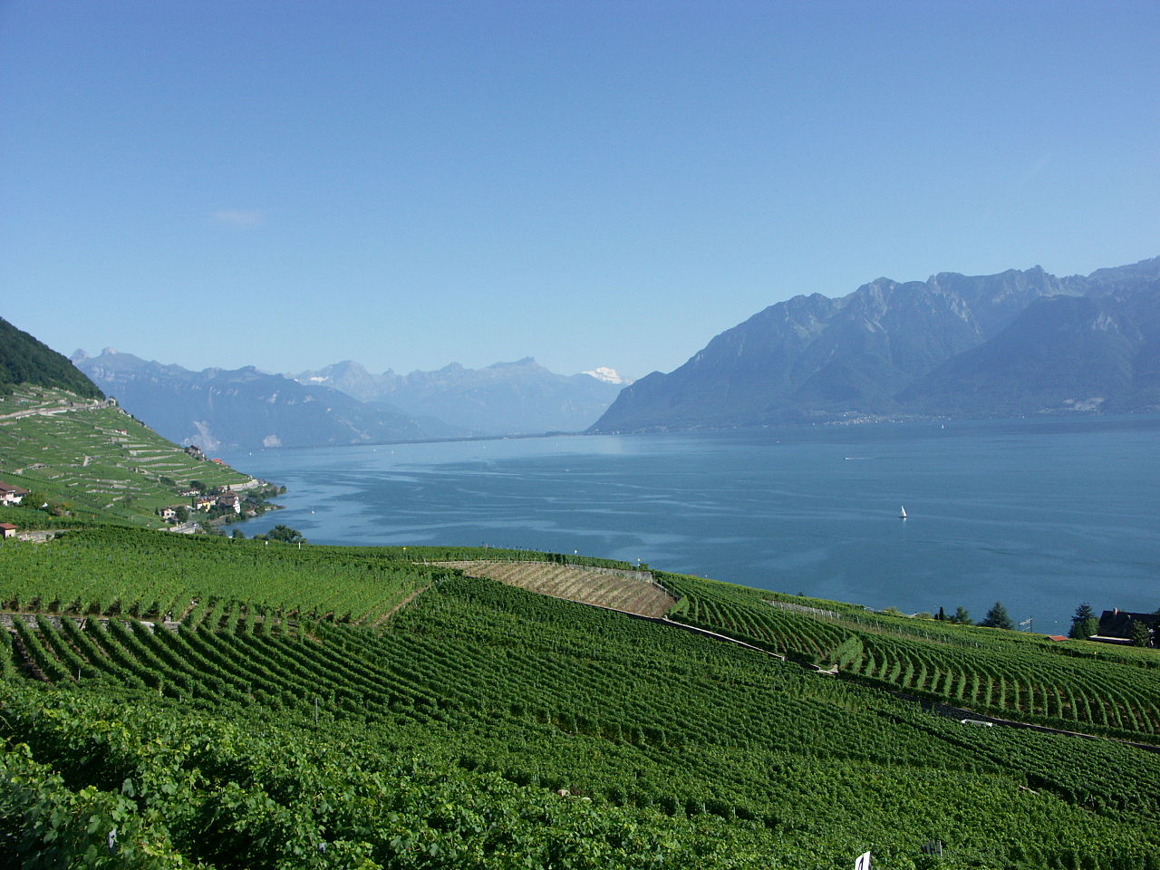 Abbildung 2 zeigt die Weinberge des Lavaux mit Blick auf den Genfersee und die Alpen. Foto: CalistaZ, Multilizenz mit GNU Free Documentation License (GFDL) und Creative Commons CC-BY-SA-3.0.