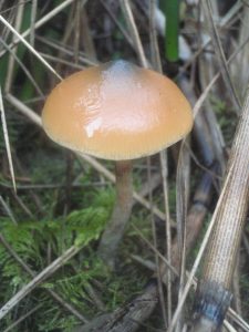 Der Azurblauverfärbende Kahlkopf (Psilocybe azurescens) enthält bis zu 1,78% Psilocybin, Foto: Dan K. at Mushroom Observer (CC BY-SA 3.0)