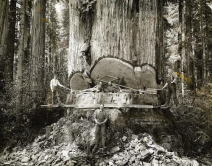 Lumberjacks working among the redwoods in California