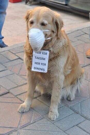 Istanbul Hund Gasmaske 1