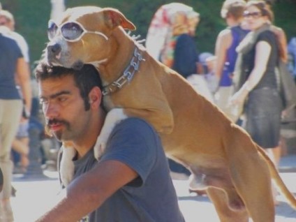 istanbul-hund