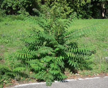 Götterbaum-wikimedia-commons