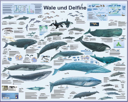 wale-delfine