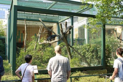 binturong-marderbaer