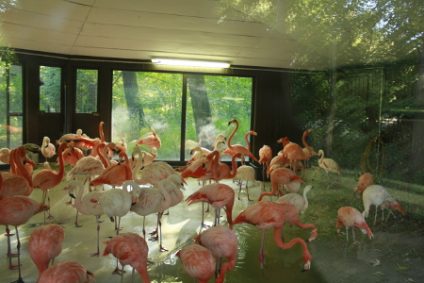 flamingos-im-hausb