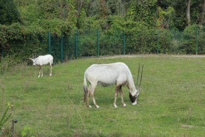 oryx-arabische-oryx-antilopeb