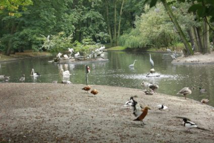 rostgaense-pelikane-fischfreiherbb