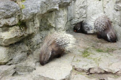 stachelschwein-weissschwanzb