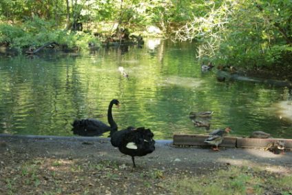 trauerschwaeneb