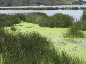 Die grünen Wasserlinsen sind ein Plage für den Titicacasee und in Ufernähe von Puno häufig anzutreffen.