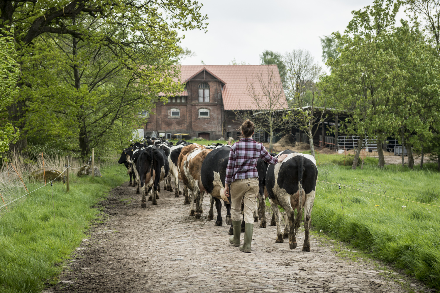 Kühe am Kattendorfer Hof – SoLaWi