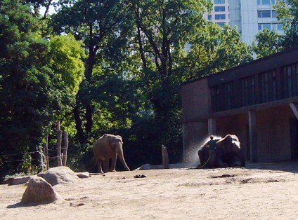 Elefanten, Berliner Zoo, tazblog Schröder & Kalender, Foto: Barbara Kalender