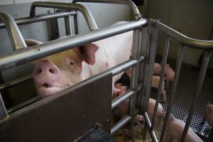 Mutterschwein im Kastenstand Foto: Jonas Ingold